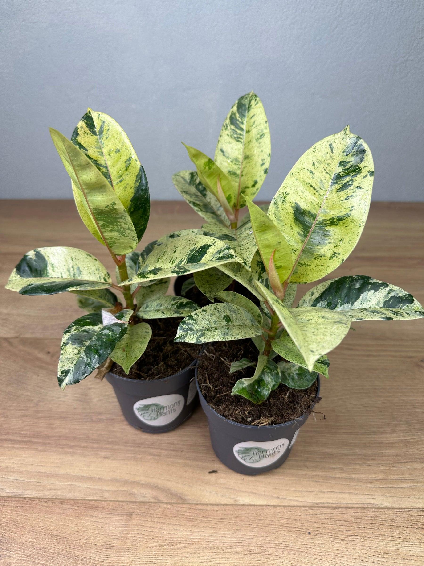 Ficus Shivereana Moonshine - View 16 from www redcrocus com
