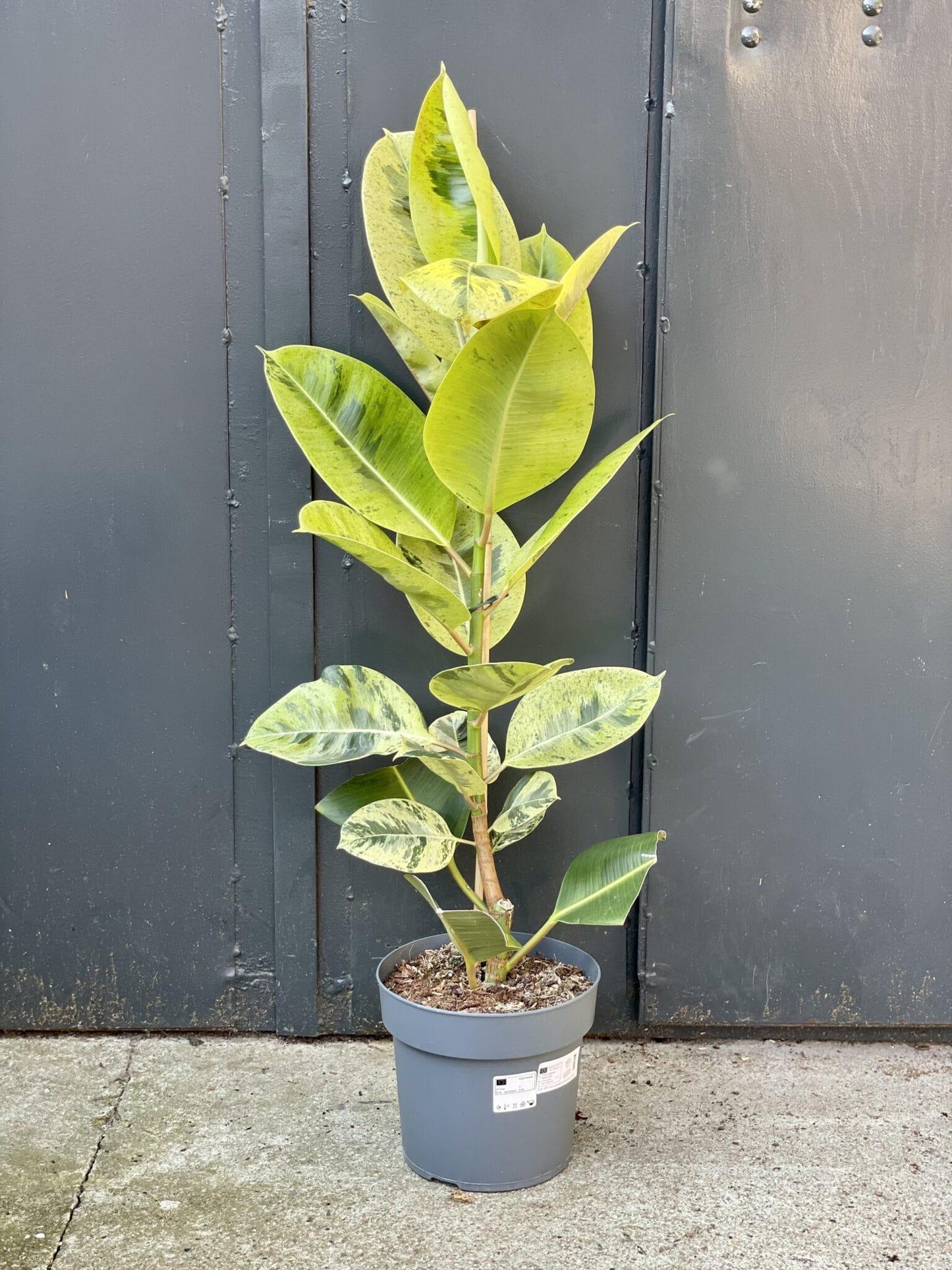 Ficus Shivereana Moonshine - View 6 from www redcrocus com