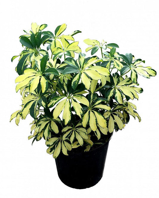 Schefflera Arboricola Trinette - View 1 from www redcrocus com