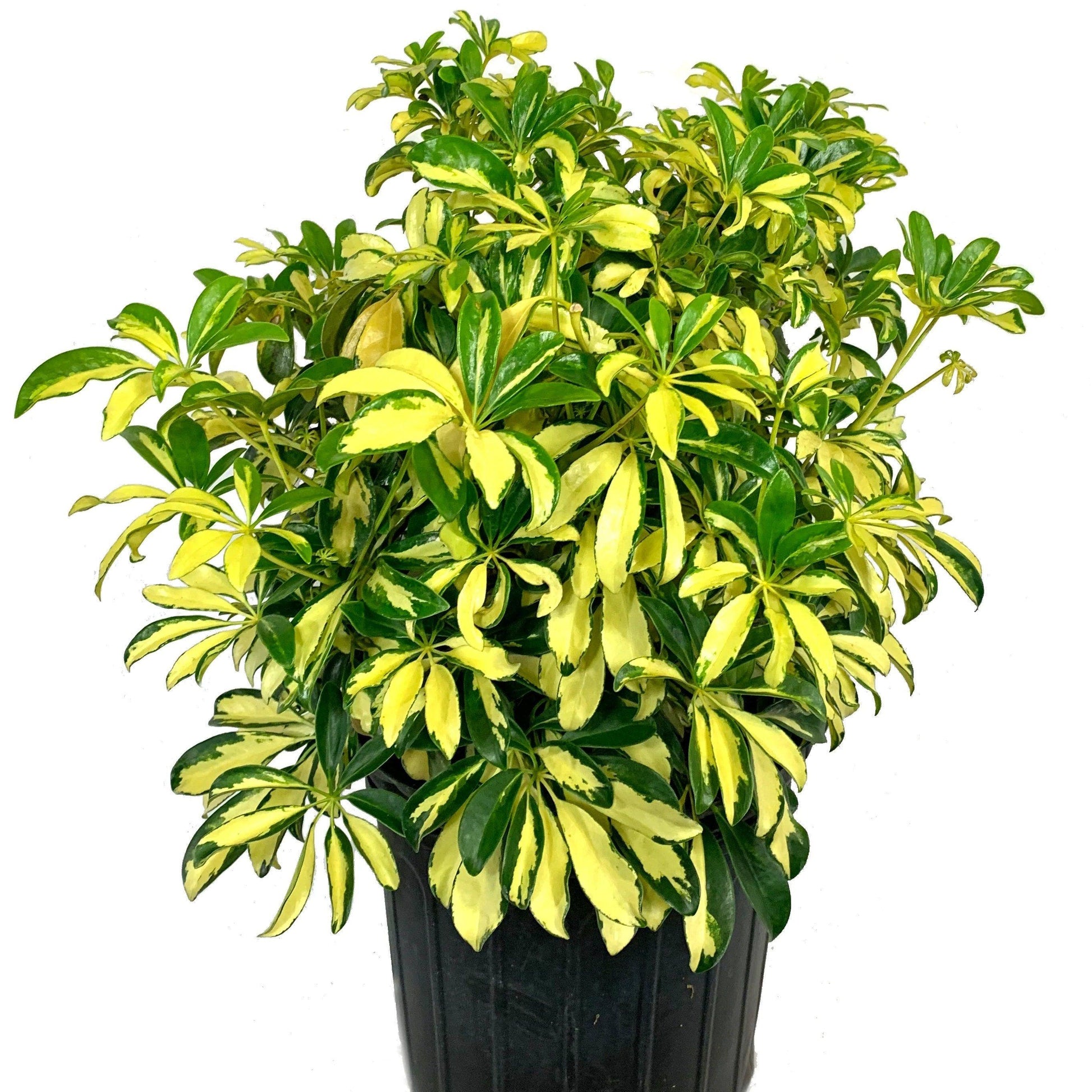 Schefflera Arboricola Trinette - View 5 from www redcrocus com