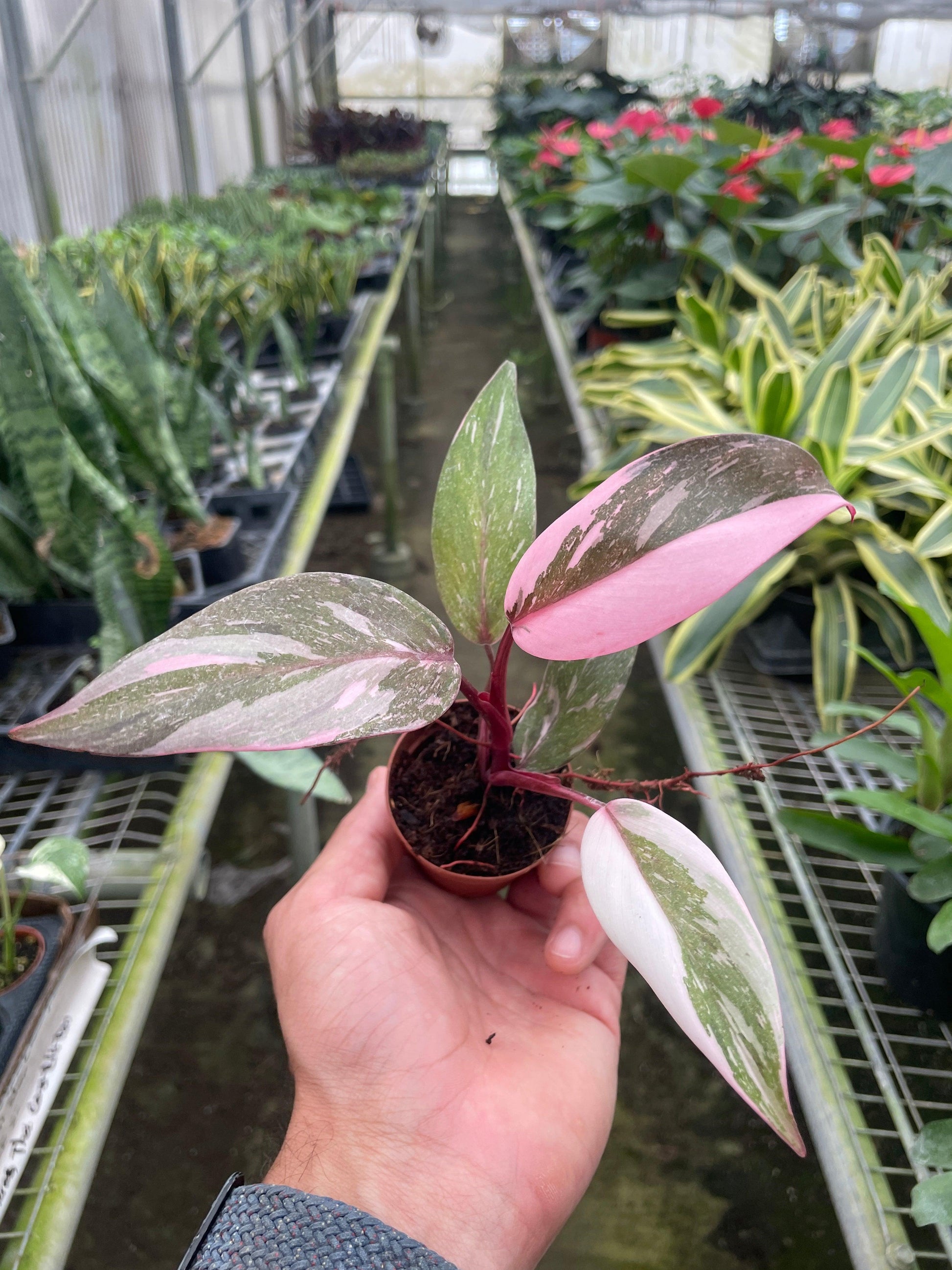 Philodendron 'pink Princess Marble' - View 16 from www redcrocus com