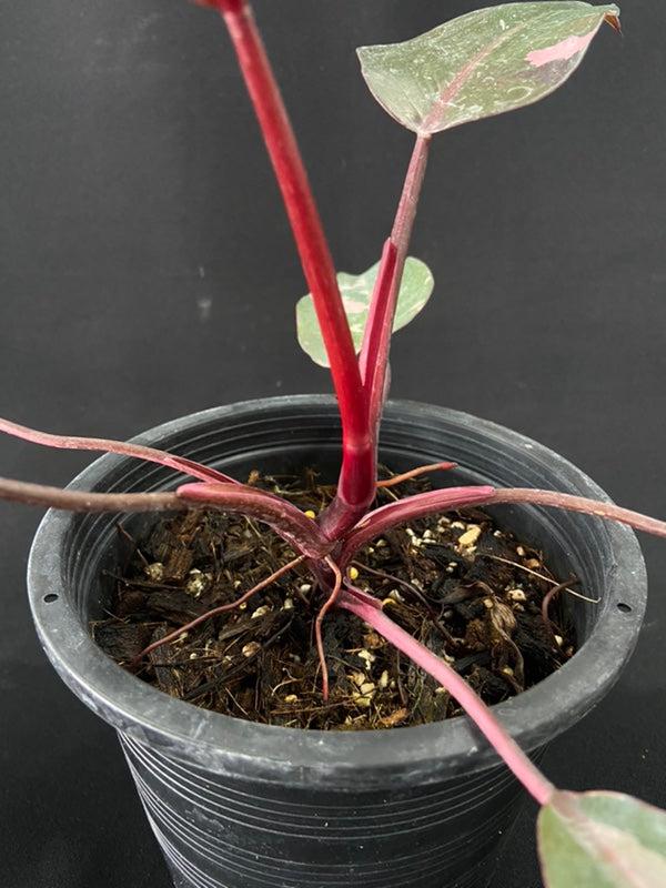 Philodendron 'pink Princess Marble' - View 18 from www redcrocus com