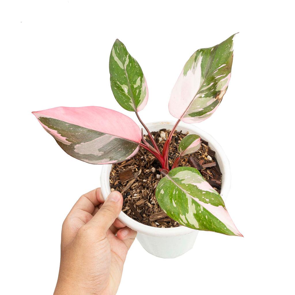 Philodendron 'pink Princess Marble' - View 19 from www redcrocus com