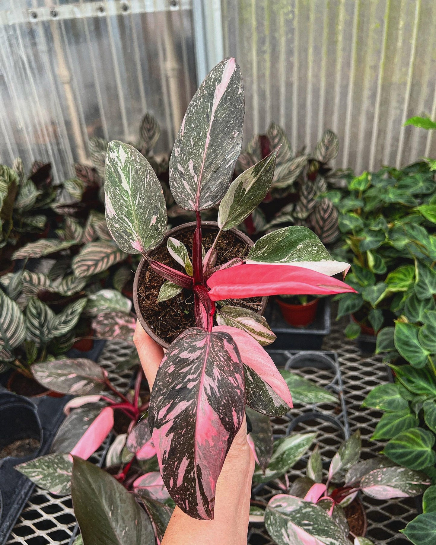 Philodendron 'pink Princess Marble' - View 1 from www redcrocus com