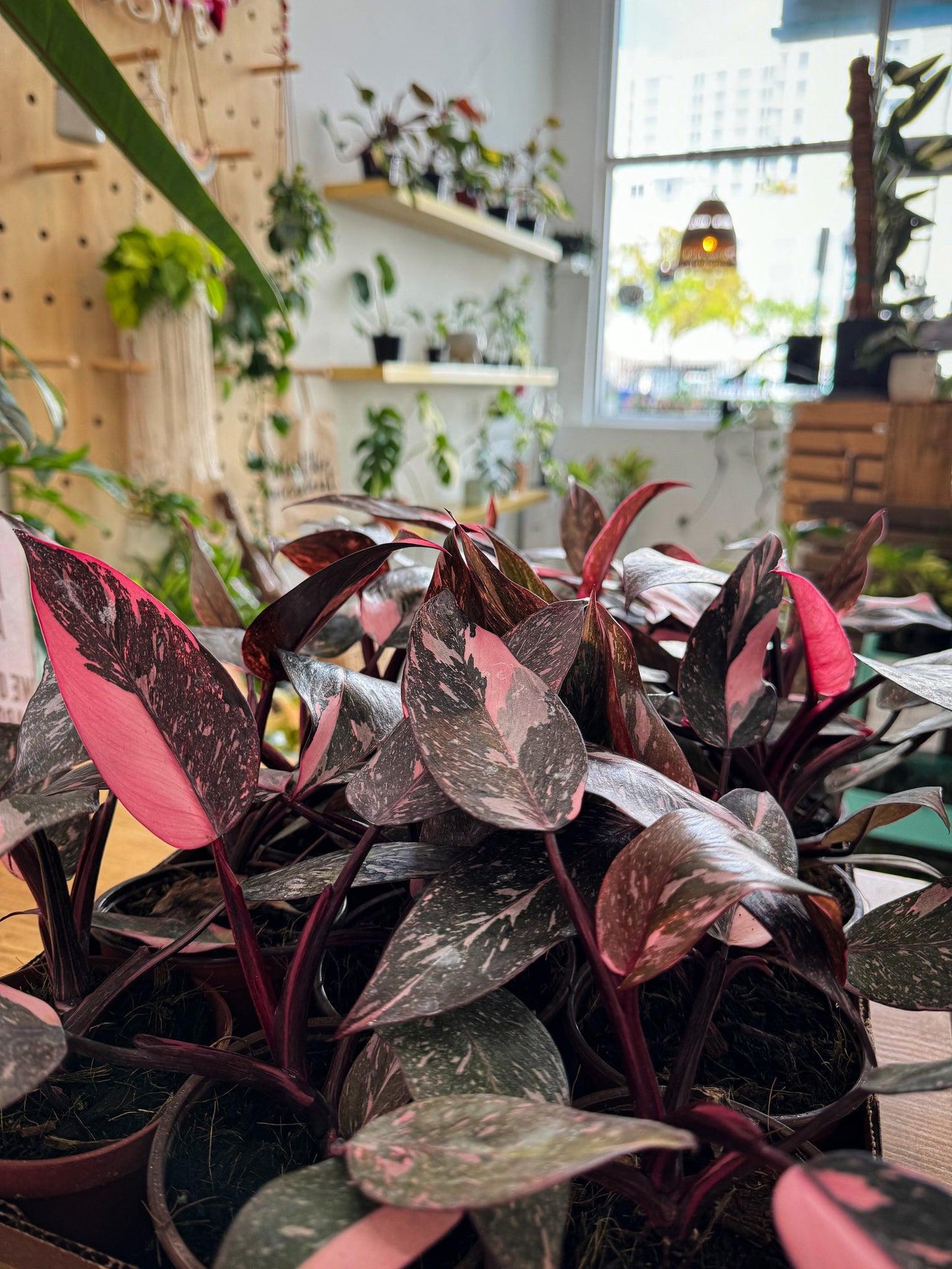 Philodendron 'pink Princess Marble' - View 5 from www redcrocus com