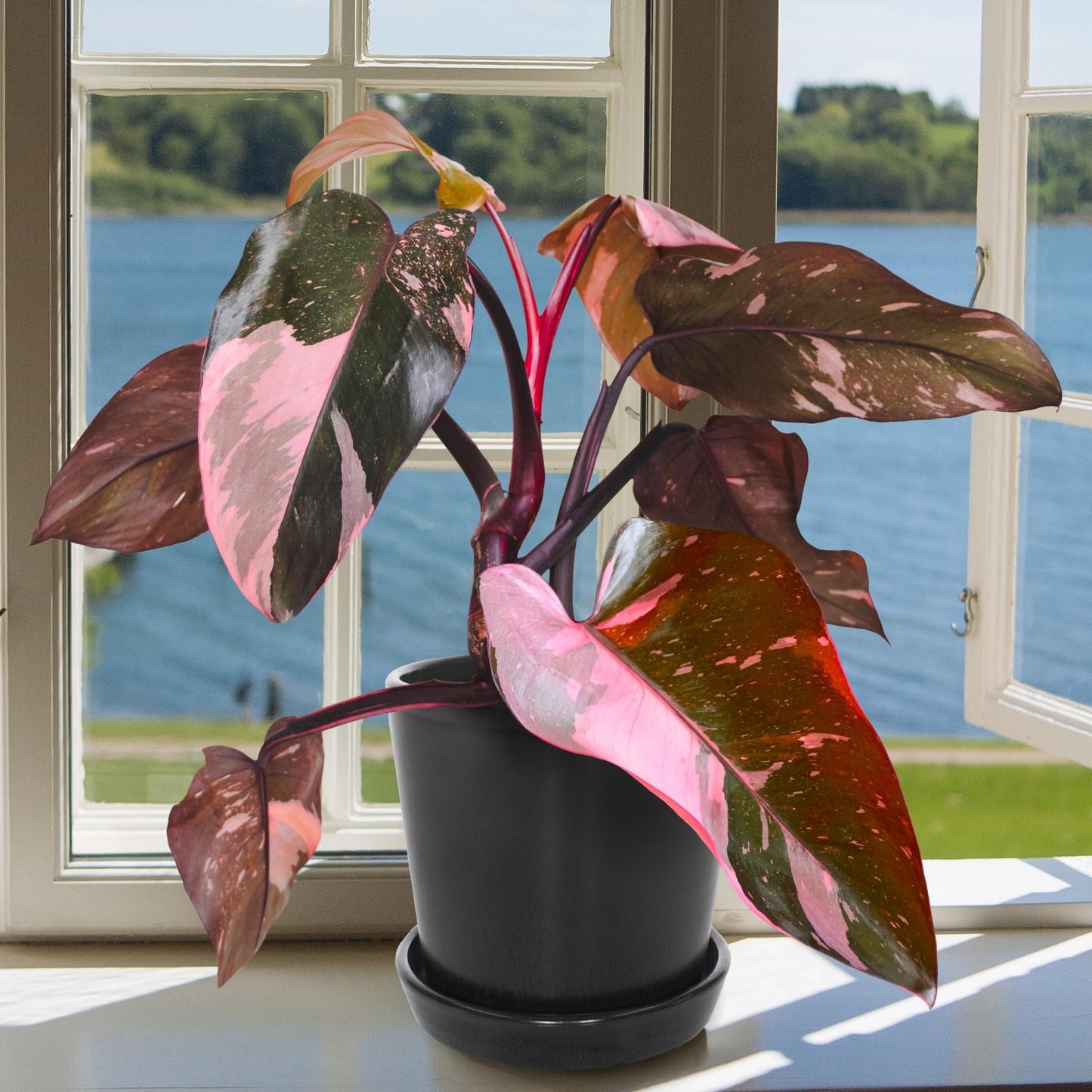 Philodendron 'pink Princess Marble' - View 6 from www redcrocus com
