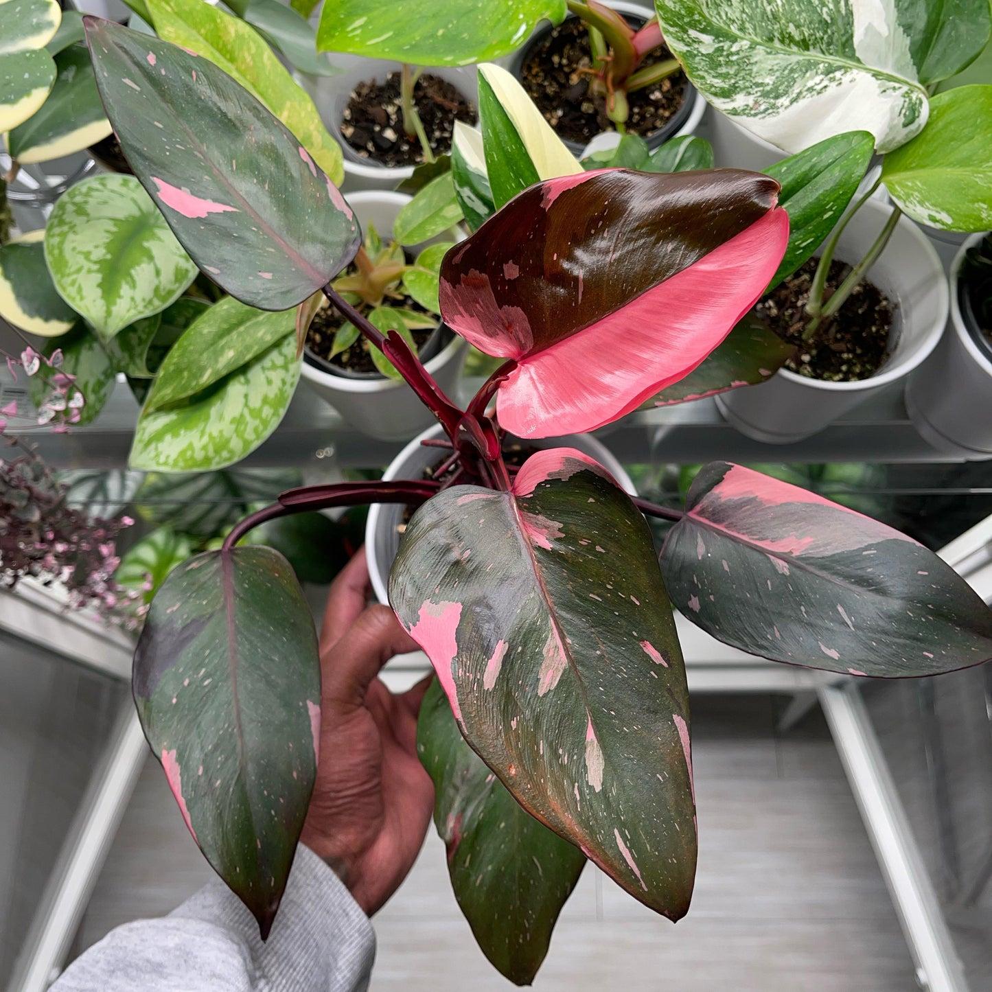 Philodendron 'pink Princess Marble' - View 7 from www redcrocus com