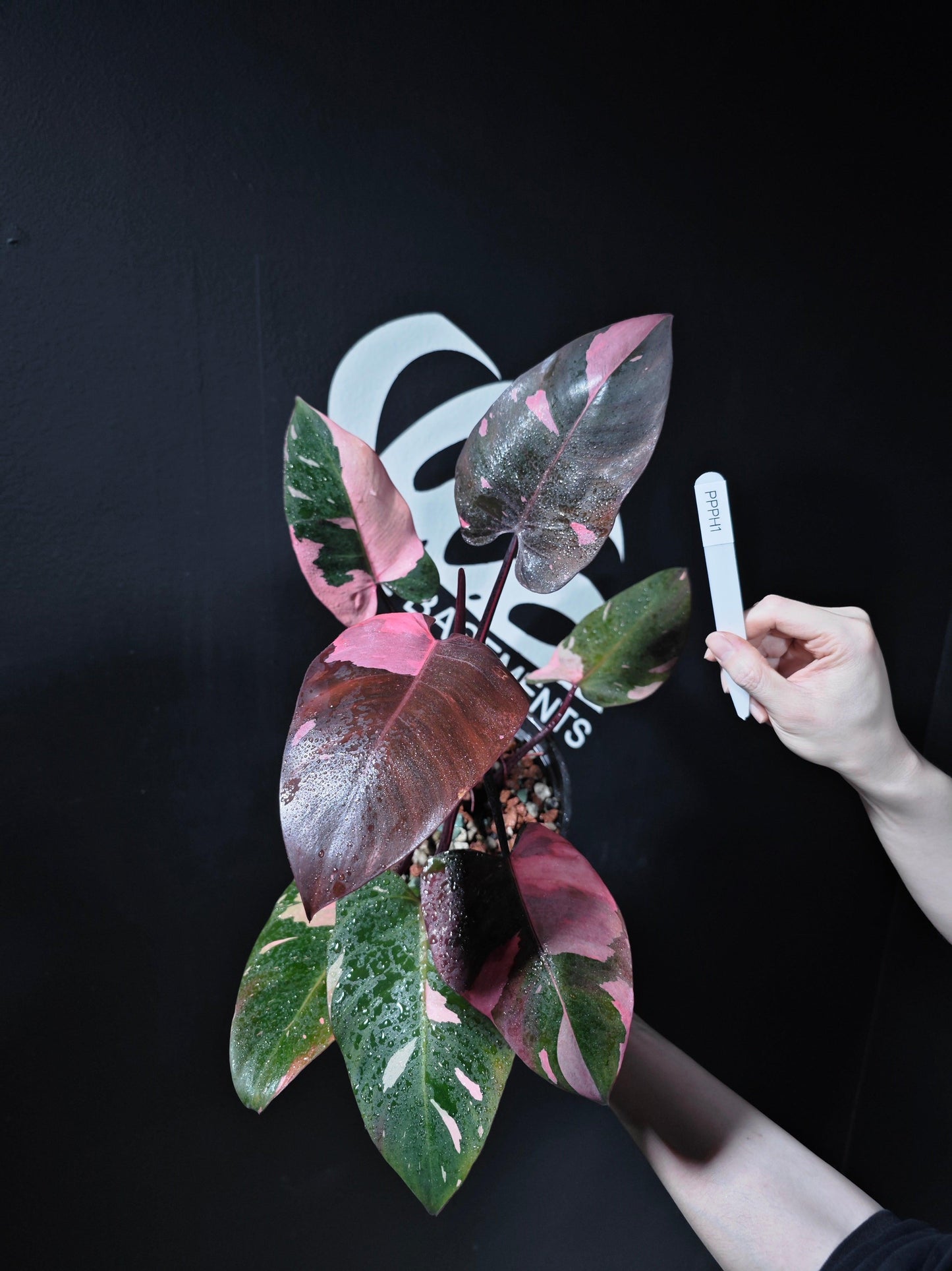Philodendron 'pink Princess Marble' - View 9 from www redcrocus com