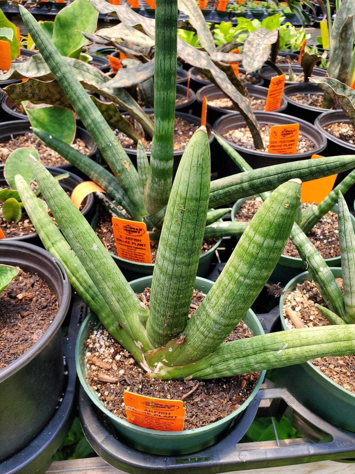 Sansevieria Cylindrica 'boncel' - View 11 from www redcrocus com