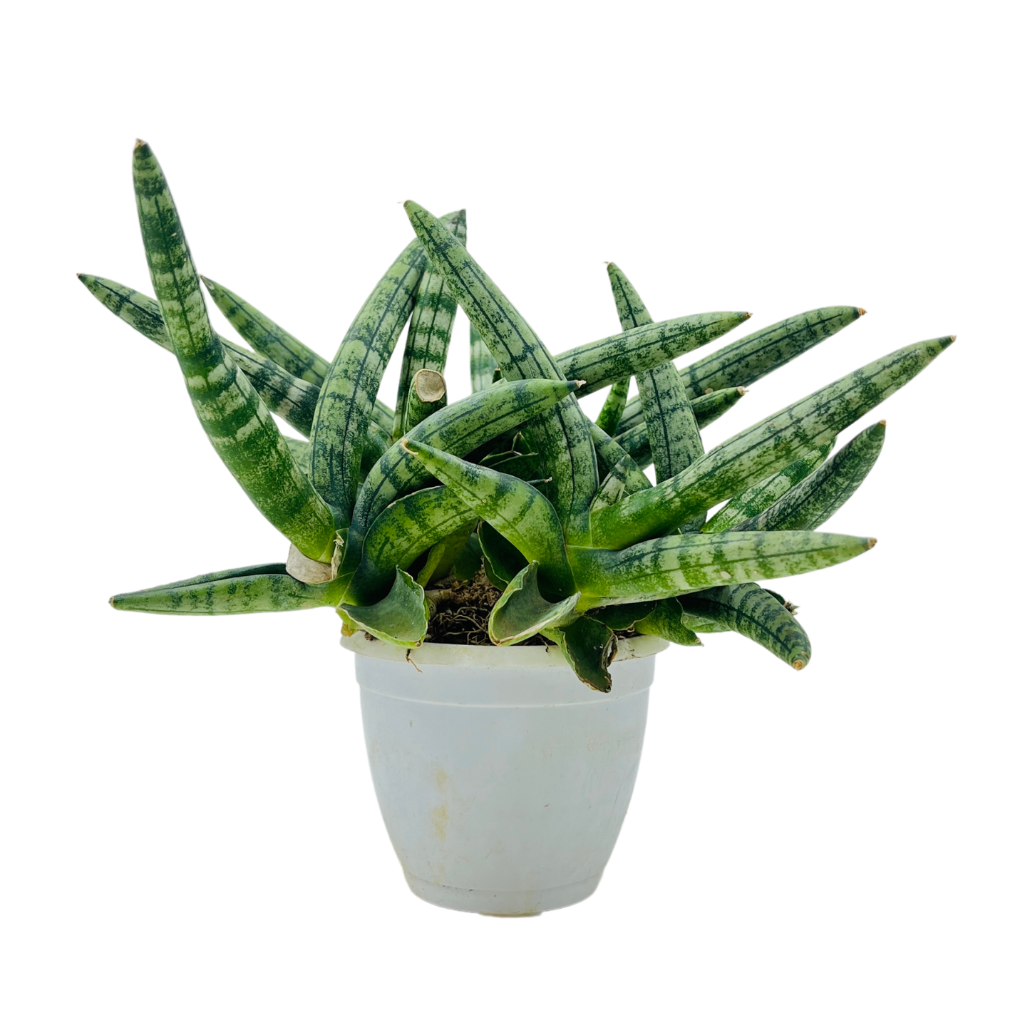 Sansevieria Cylindrica 'boncel' - View 12 from www redcrocus com