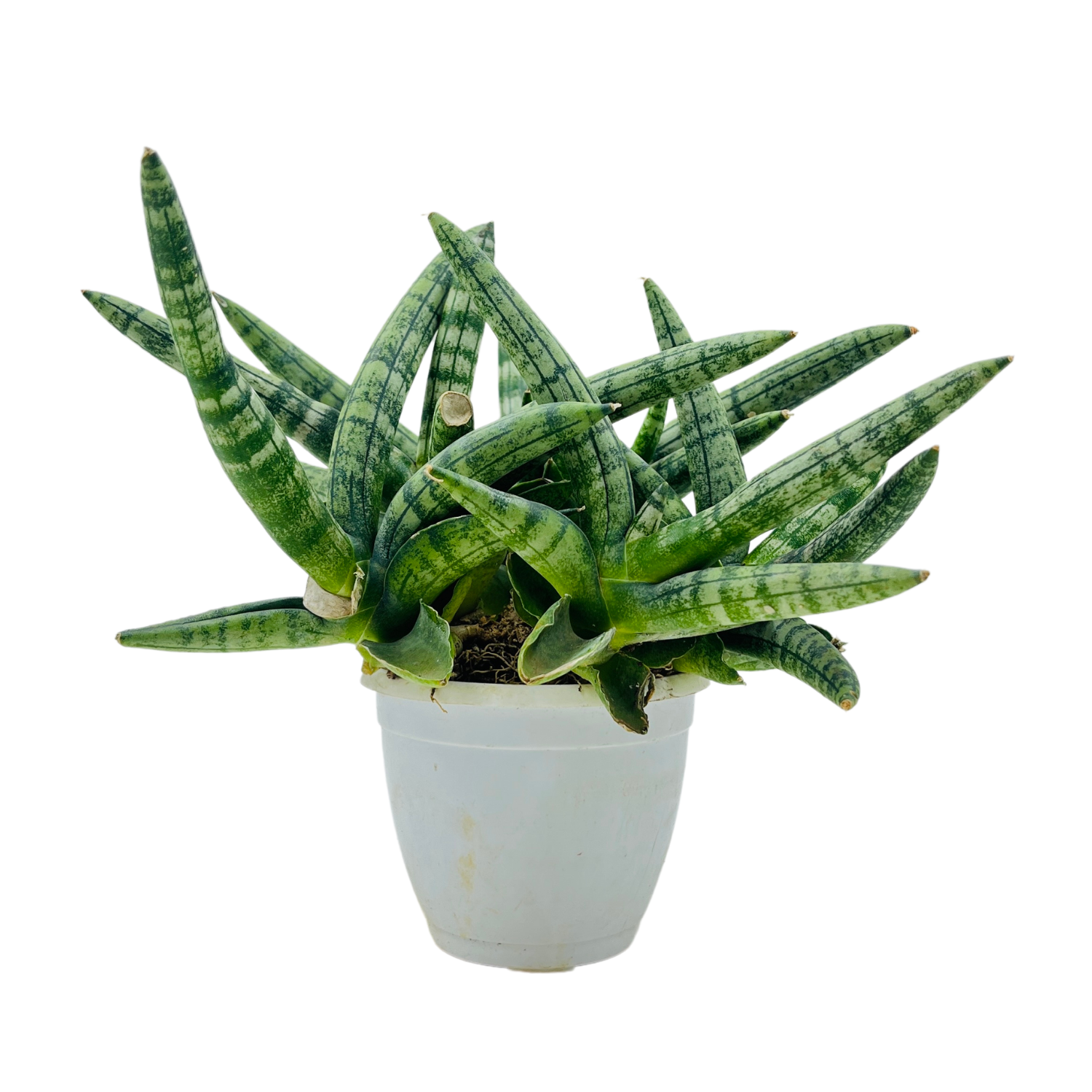 Sansevieria Cylindrica 'boncel' - View 12 from www redcrocus com