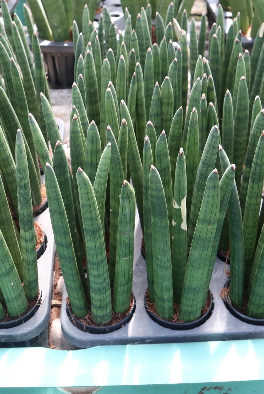 Sansevieria Cylindrica 'boncel' - View 13 from www redcrocus com