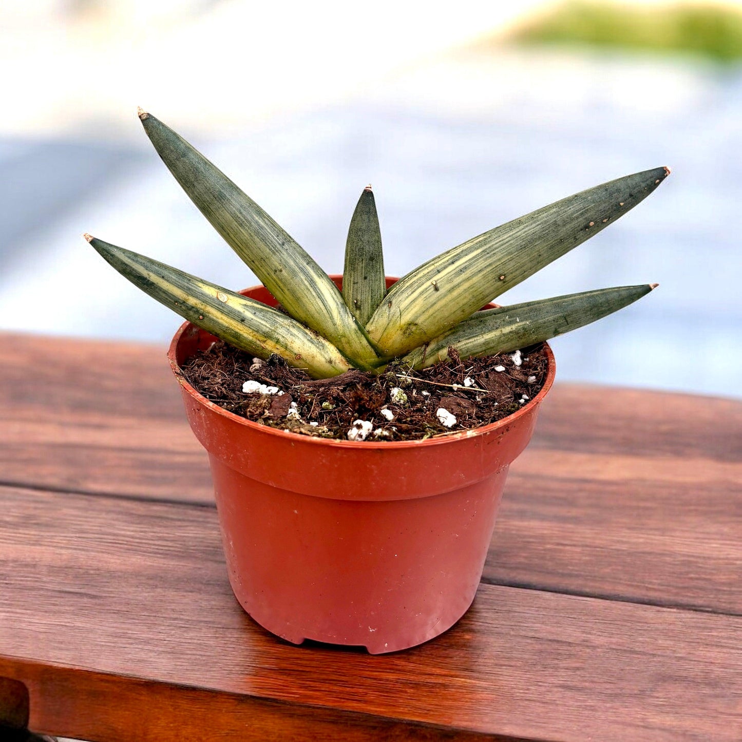 Sansevieria Cylindrica 'boncel' - View 16 from www redcrocus com