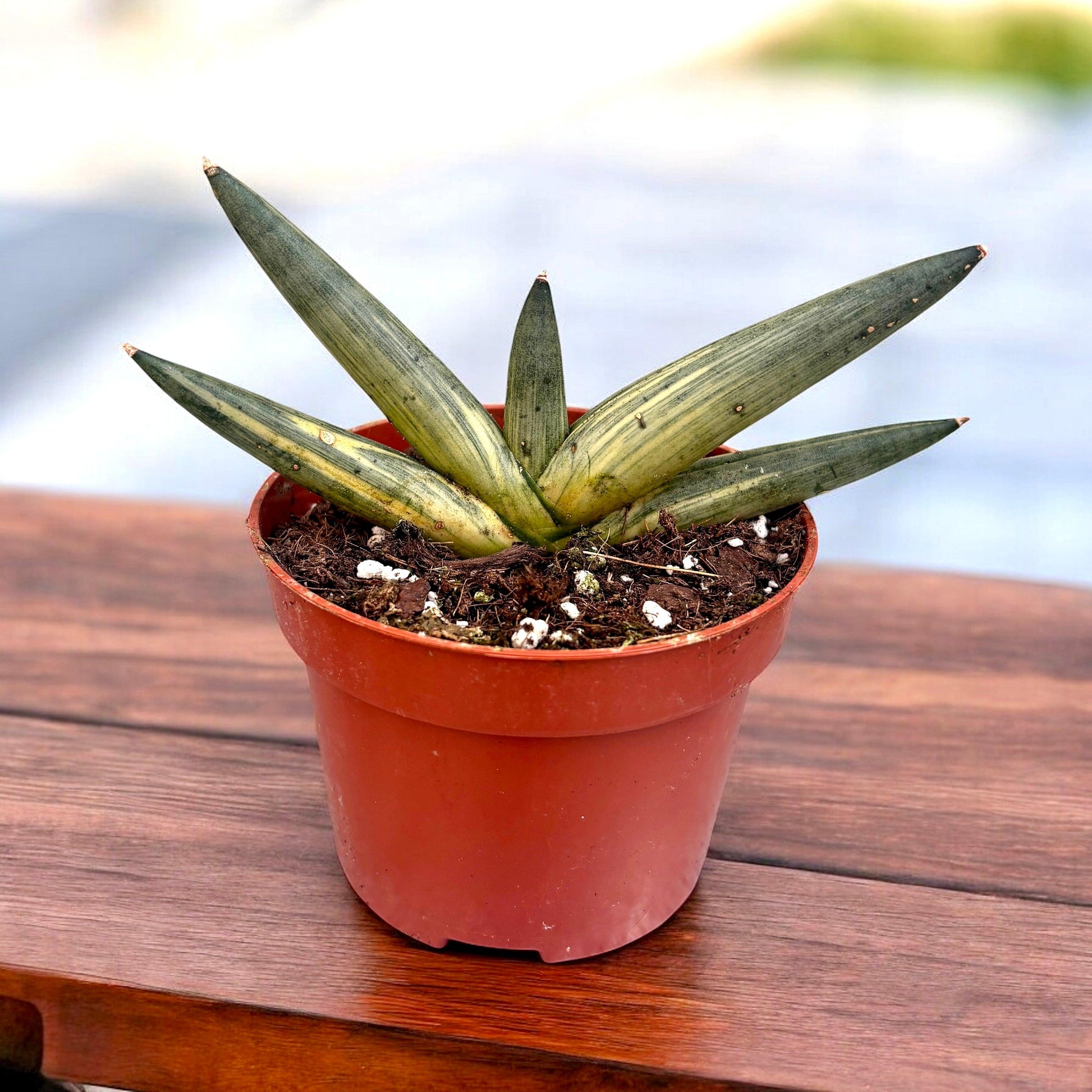 Sansevieria Cylindrica 'boncel' - View 16 from www redcrocus com
