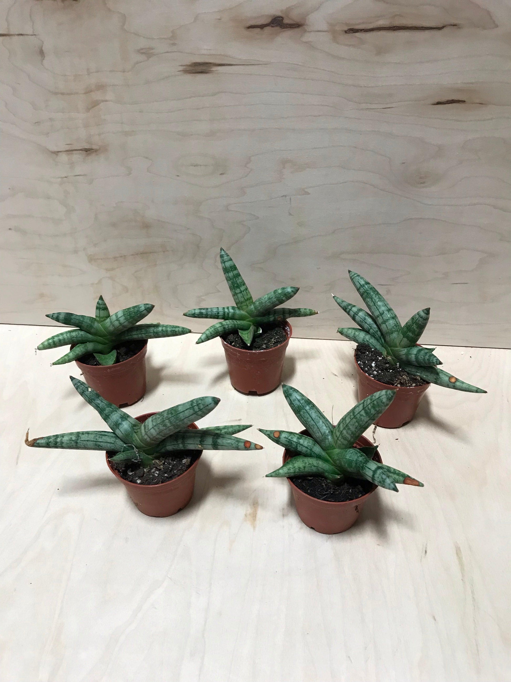 Sansevieria Cylindrica 'boncel' - View 17 from www redcrocus com