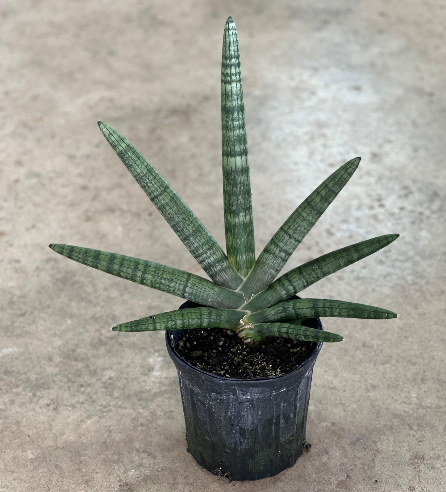 Sansevieria Cylindrica 'boncel' - View 19 from www redcrocus com