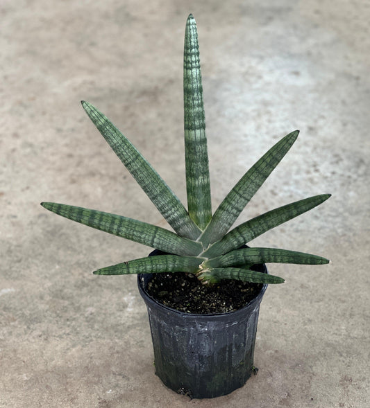 Sansevieria Cylindrica 'boncel' - View 19 from www redcrocus com