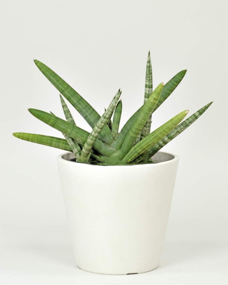 Sansevieria Cylindrica 'boncel' - View 21 from www redcrocus com