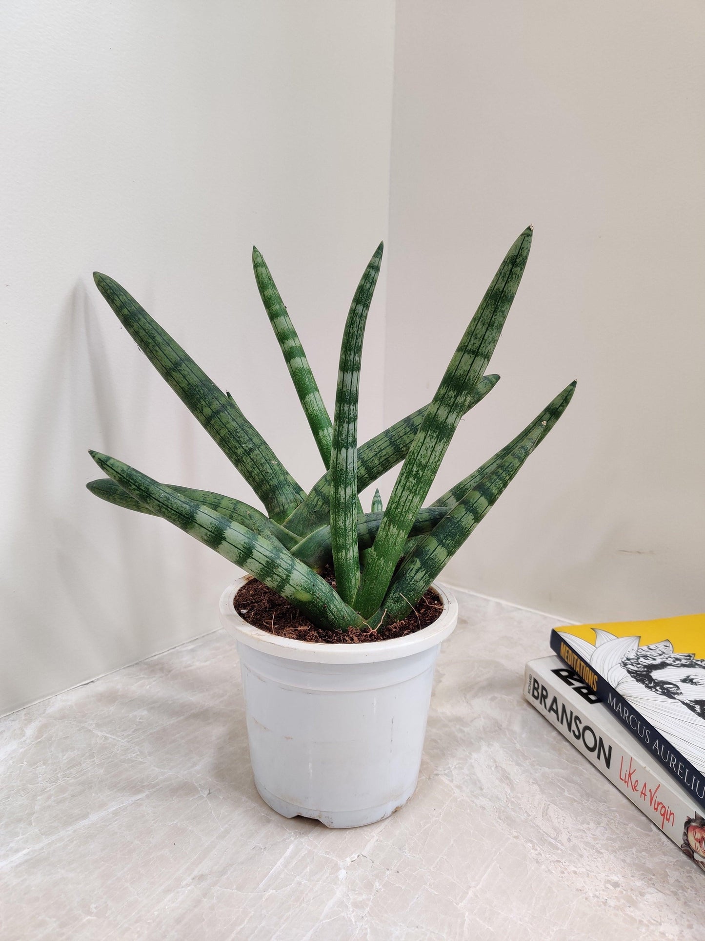 Sansevieria Cylindrica 'boncel' - View 23 from www redcrocus com