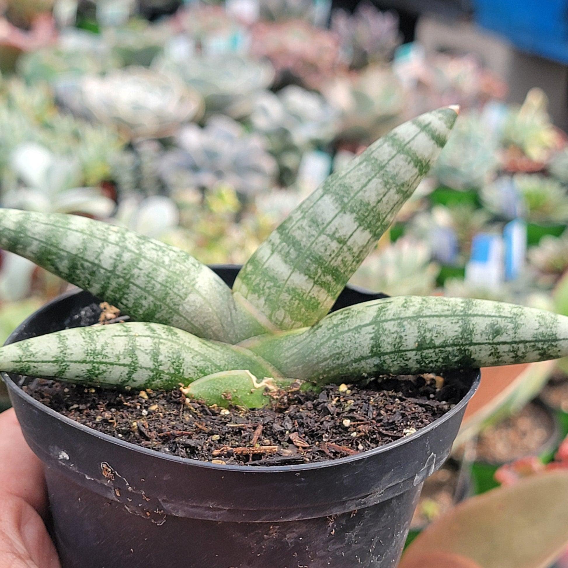 Sansevieria Cylindrica 'boncel' - View 24 from www redcrocus com