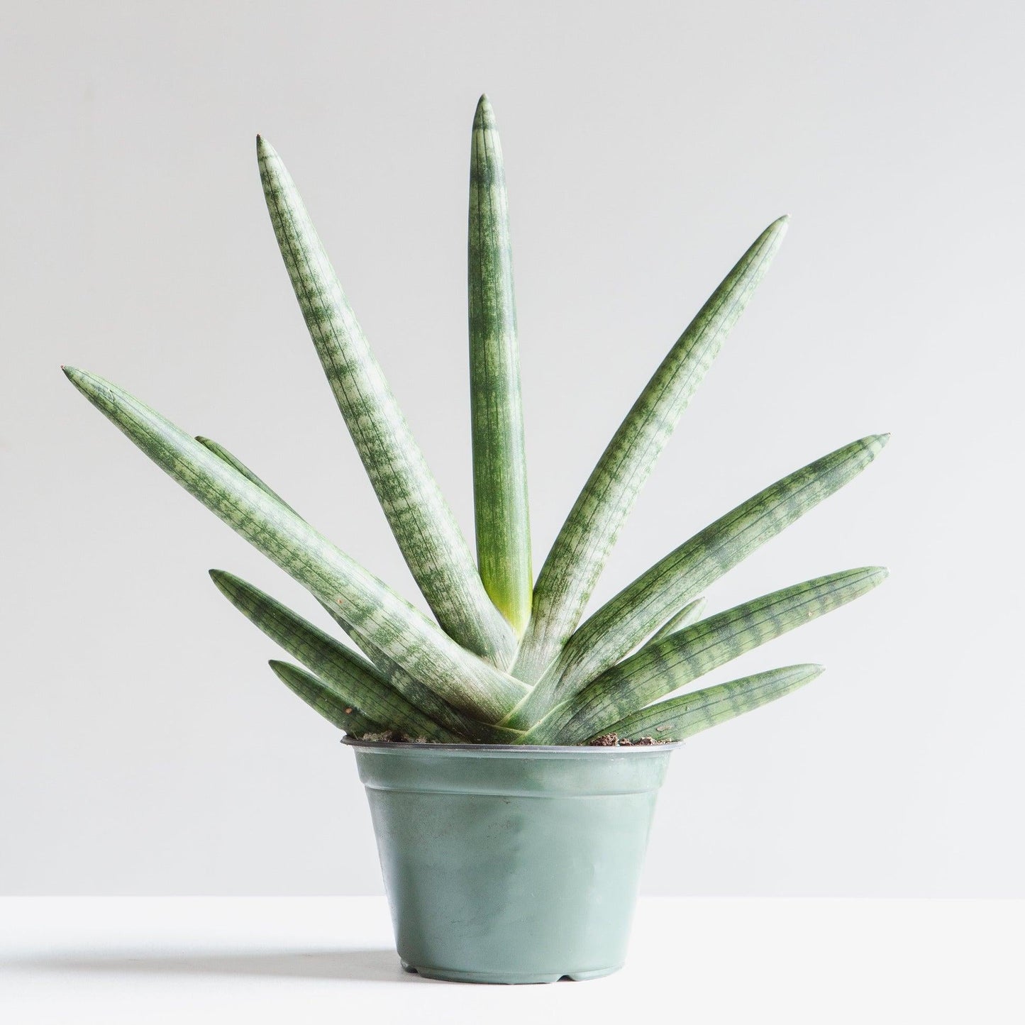 Sansevieria Cylindrica 'boncel' - View 25 from www redcrocus com
