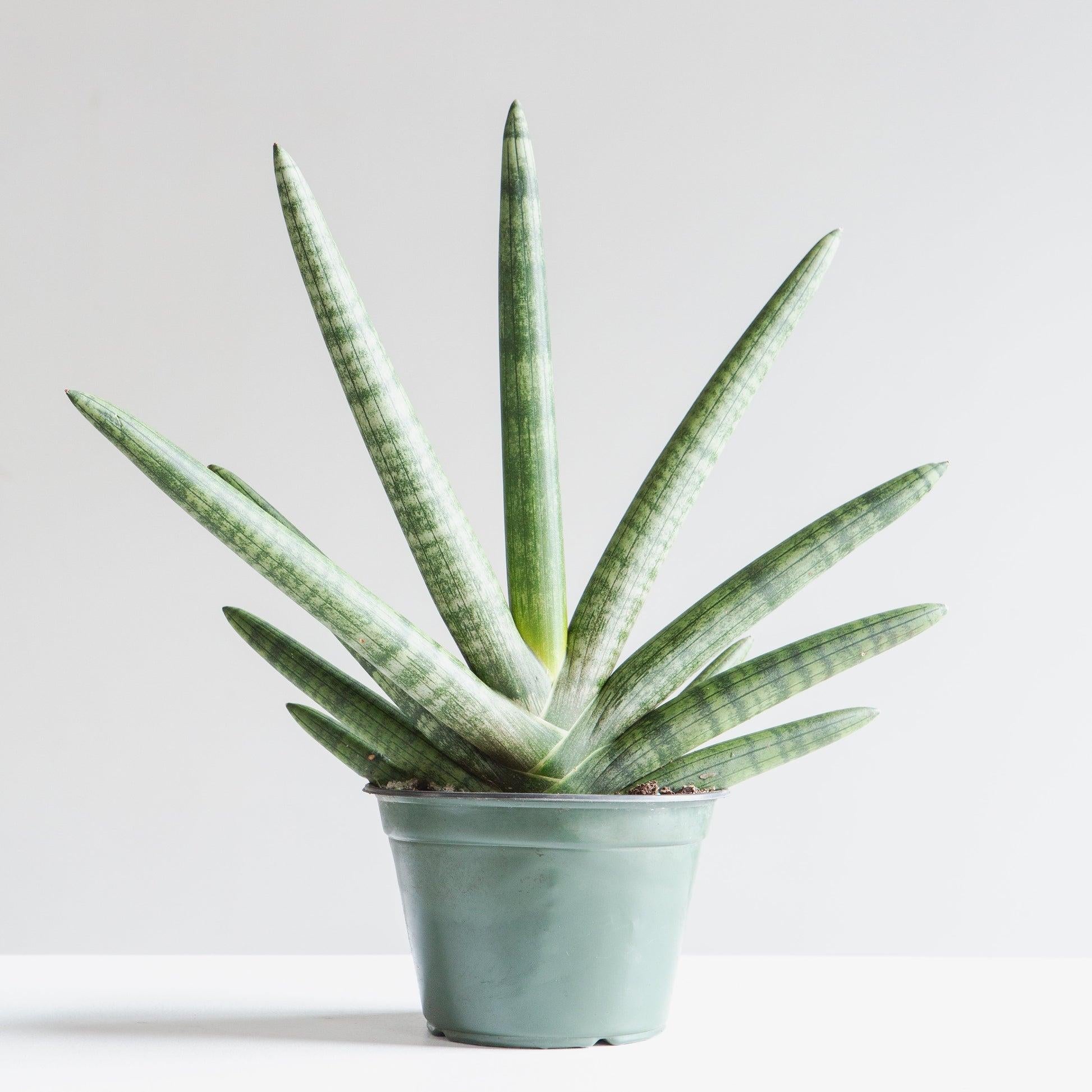 Sansevieria Cylindrica 'boncel' - View 25 from www redcrocus com