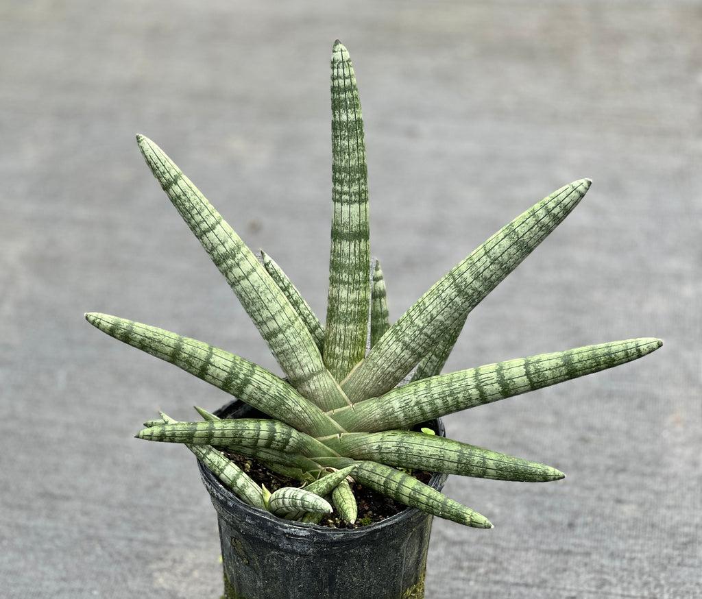 Sansevieria Cylindrica 'boncel' - View 26 from www redcrocus com