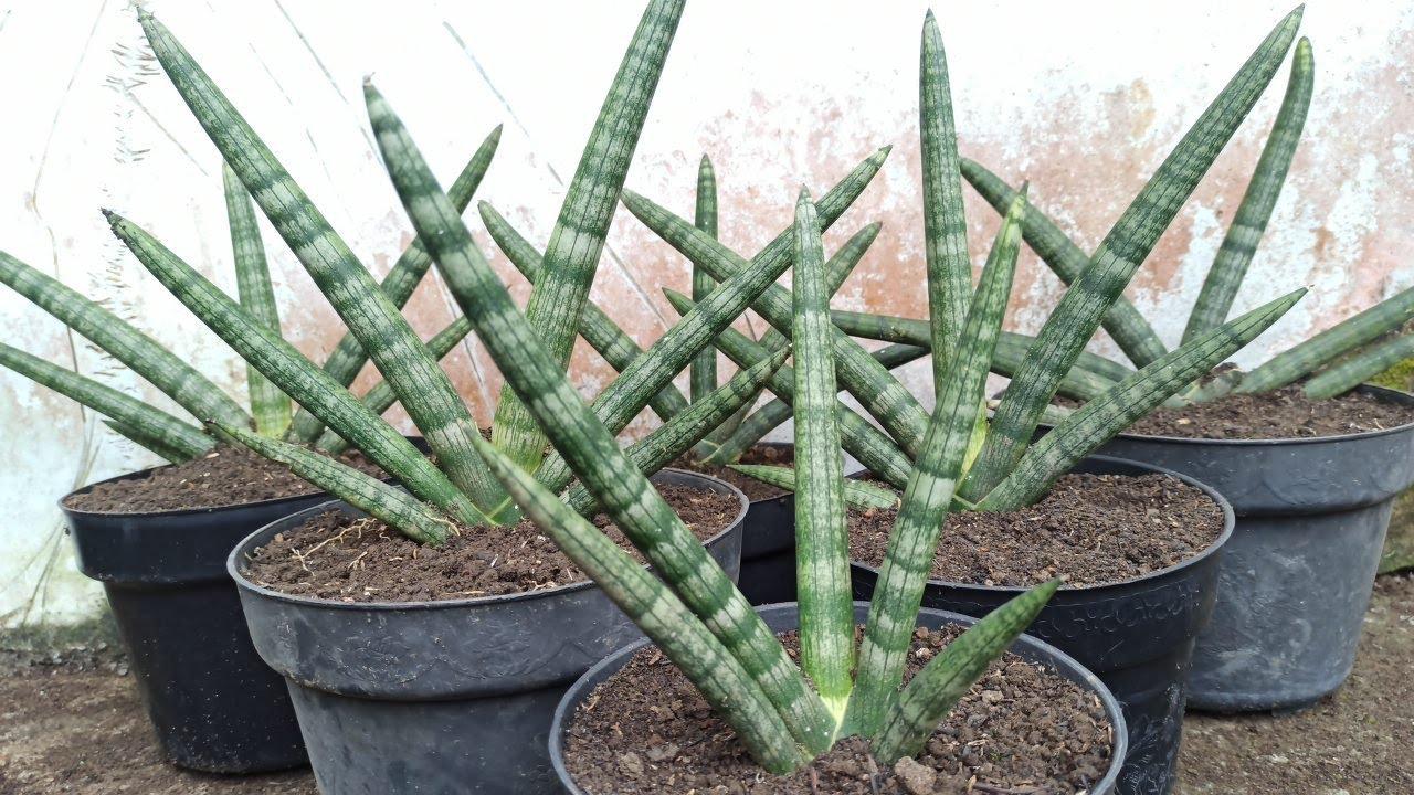 Sansevieria Cylindrica 'boncel' - View 27 from www redcrocus com
