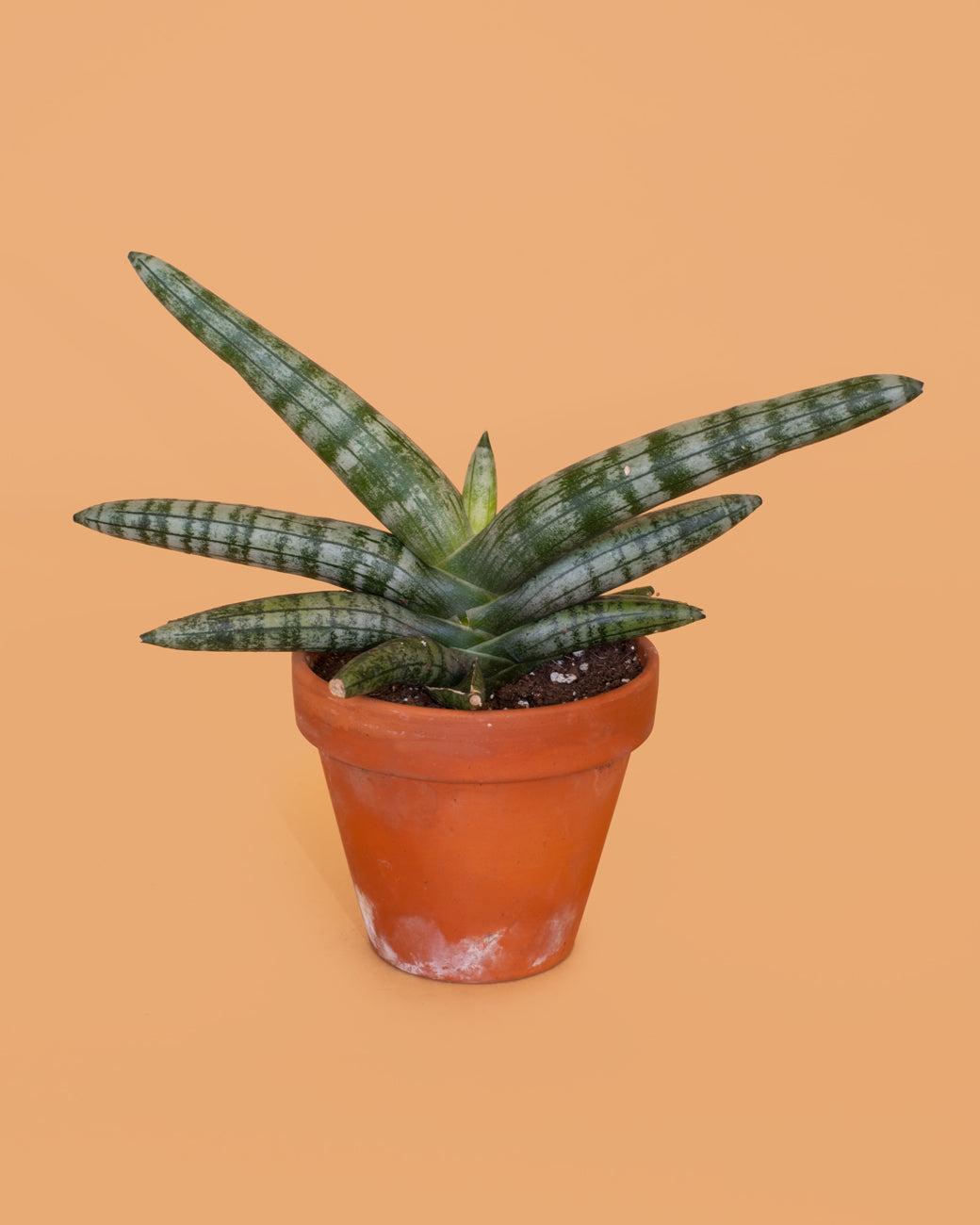 Sansevieria Cylindrica 'boncel' - View 28 from www redcrocus com