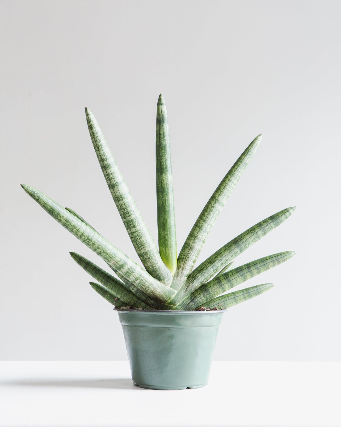 Sansevieria Cylindrica 'boncel' - View 29 from www redcrocus com