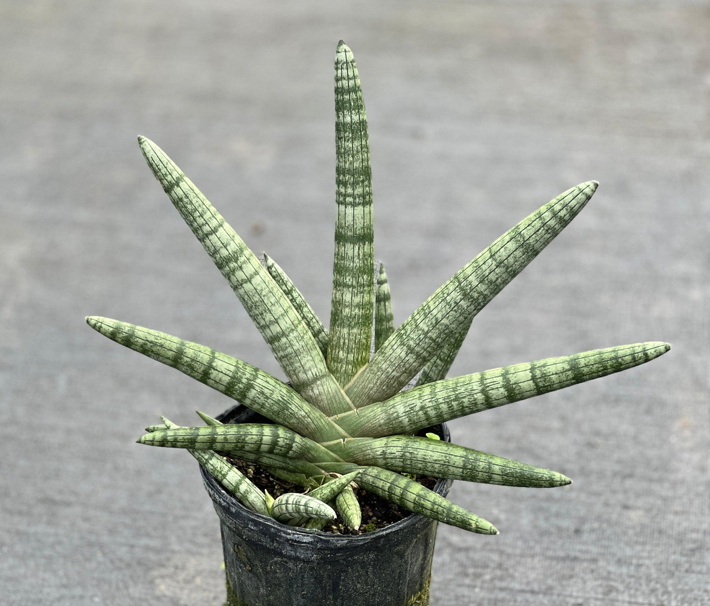 Sansevieria Cylindrica 'boncel' - View 32 from www redcrocus com