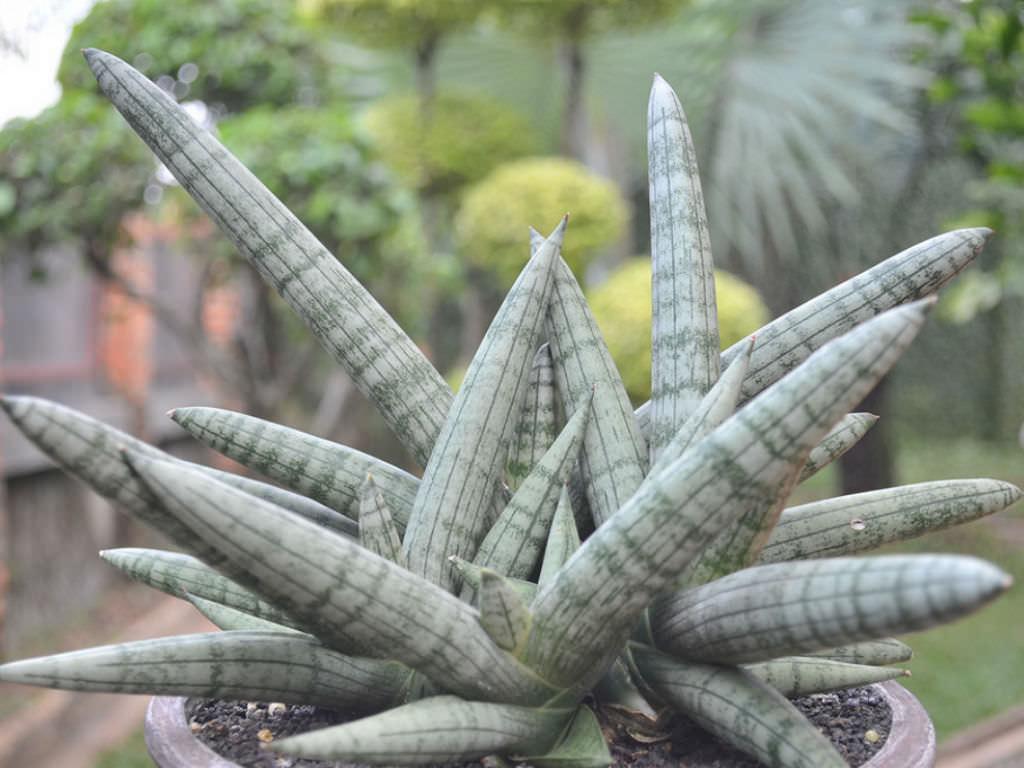 Sansevieria Cylindrica 'boncel' - View 7 from www redcrocus com