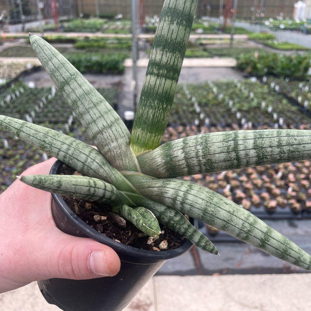 Sansevieria Cylindrica 'boncel' - View 8 from www redcrocus com