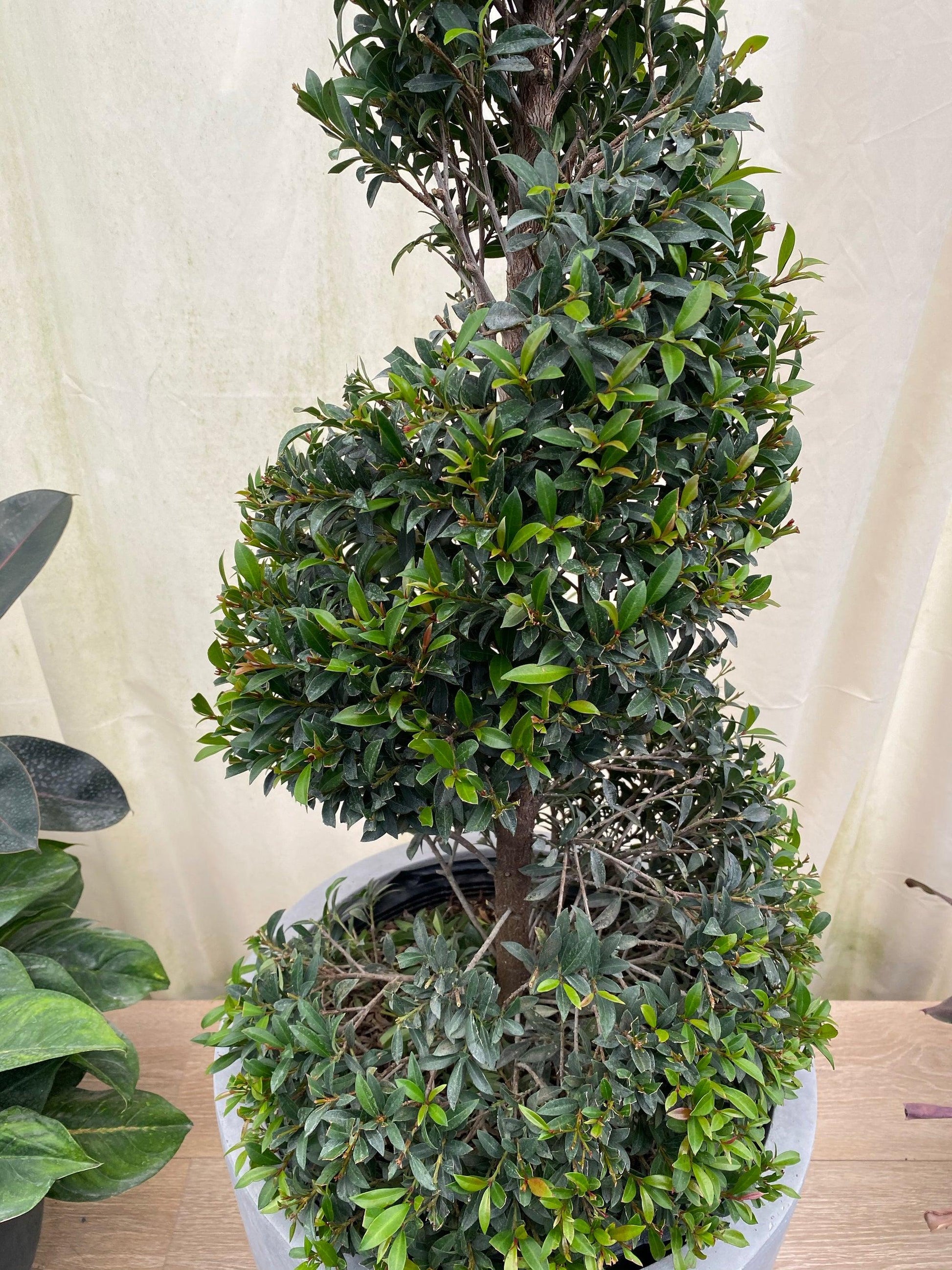 Eugenia Myrtifolia Globulus Spiral - View 12 from www redcrocus com