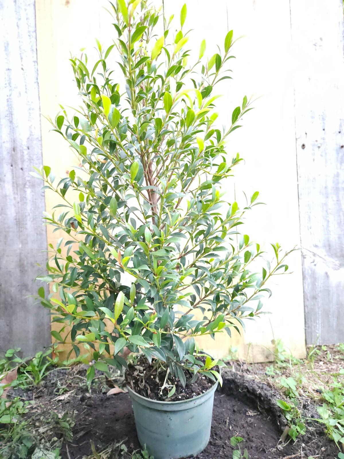 Eugenia Myrtifolia Globulus Spiral - View 17 from www redcrocus com