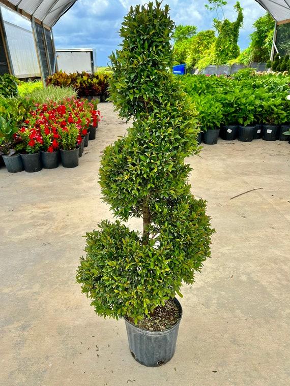 Eugenia Myrtifolia Globulus Spiral - View 7 from www redcrocus com
