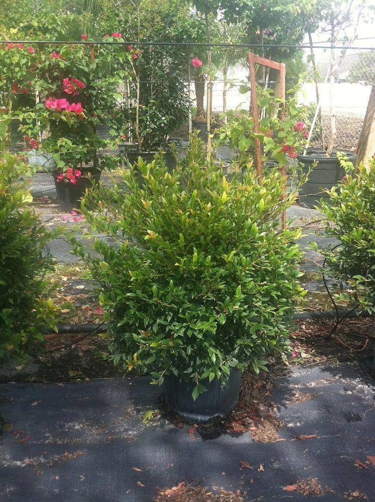 Eugenia Myrtifolia Globulus 1 Ball Standard - View 16 from www redcrocus com