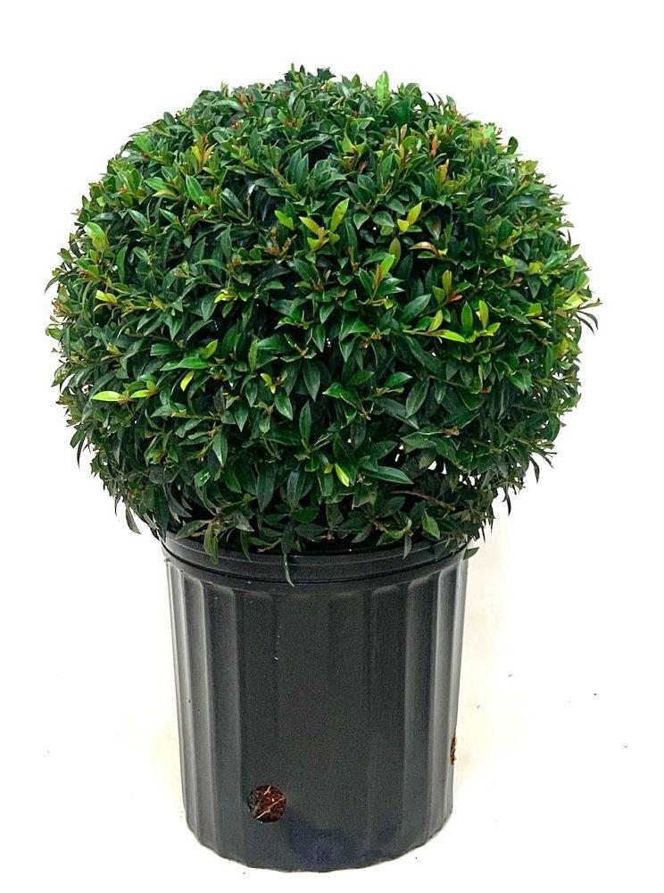 Eugenia Myrtifolia Globulus 1 Ball Standard - View 4 from www redcrocus com