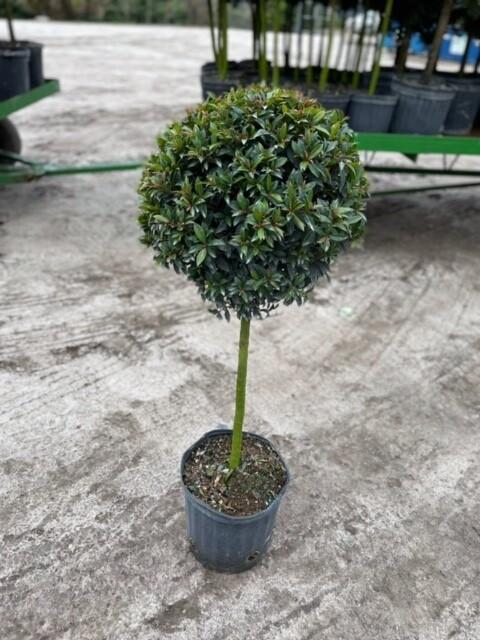 Eugenia Myrtifolia Globulus 1 Ball Standard - View 6 from www redcrocus com