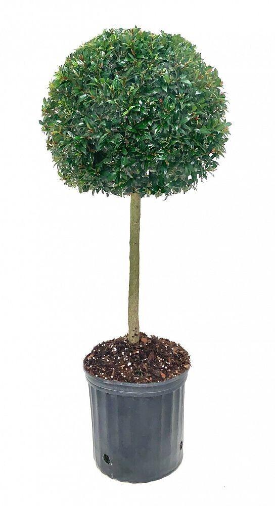 Eugenia Myrtifolia Globulus 1 Ball Standard - View 8 from www redcrocus com