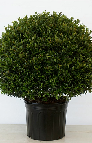 Eugenia Myrtifolia Globulus 1 Ball Standard - View 9 from www redcrocus com