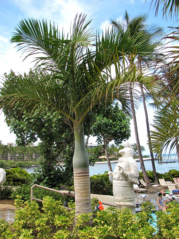 Palm Hyophorbe Verschaffeltii Spindle - View 11 from www redcrocus com