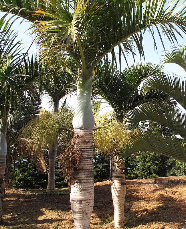 Palm Hyophorbe Verschaffeltii Spindle - View 14 from www redcrocus com