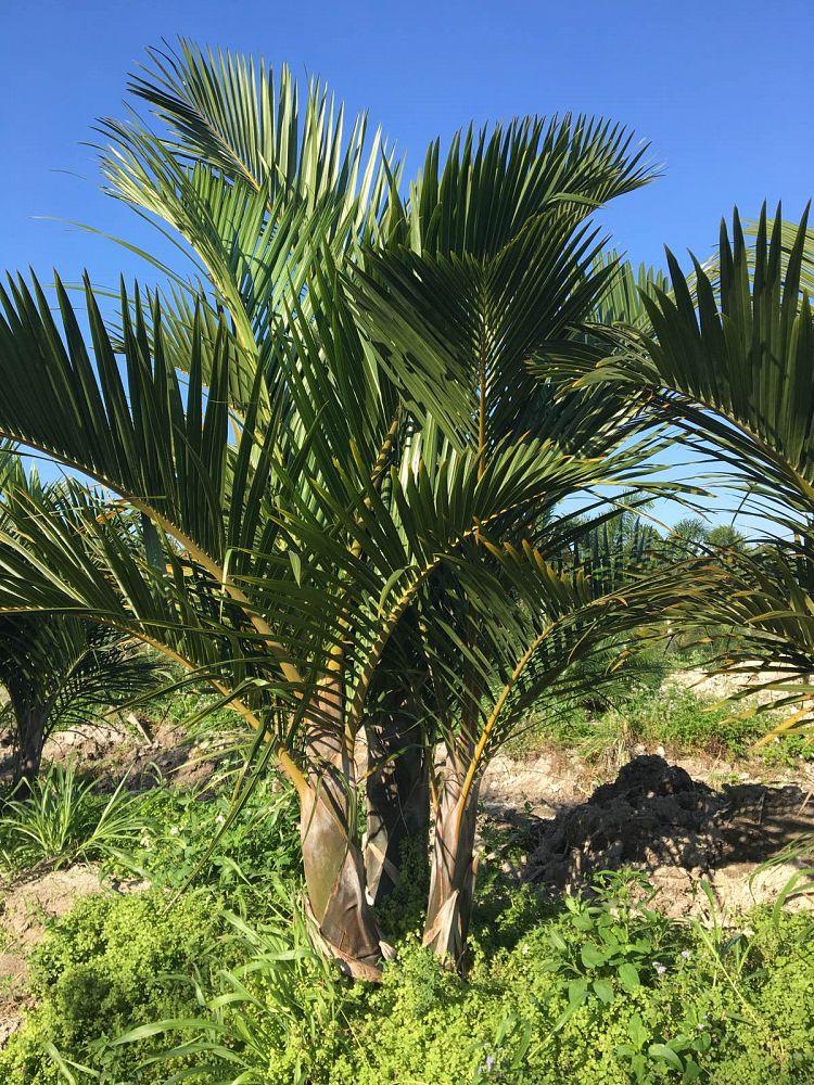 Palm Hyophorbe Verschaffeltii Spindle - View 6 from www redcrocus com