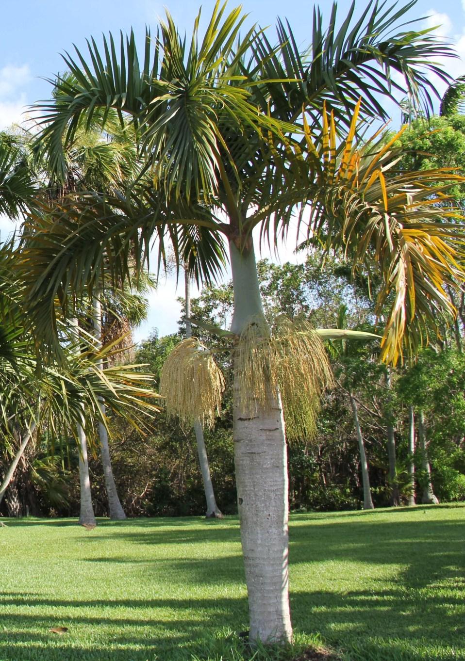 Palm Hyophorbe Verschaffeltii Spindle - View 1 from www redcrocus com