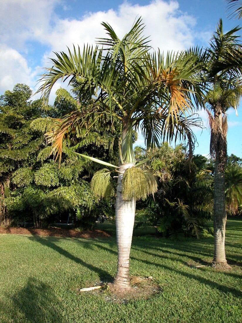 Palm Hyophorbe Verschaffeltii Spindle - View 8 from www redcrocus com