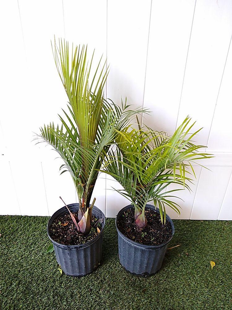 Palm Dypsis Decaryi Triangle - View 10 from www redcrocus com