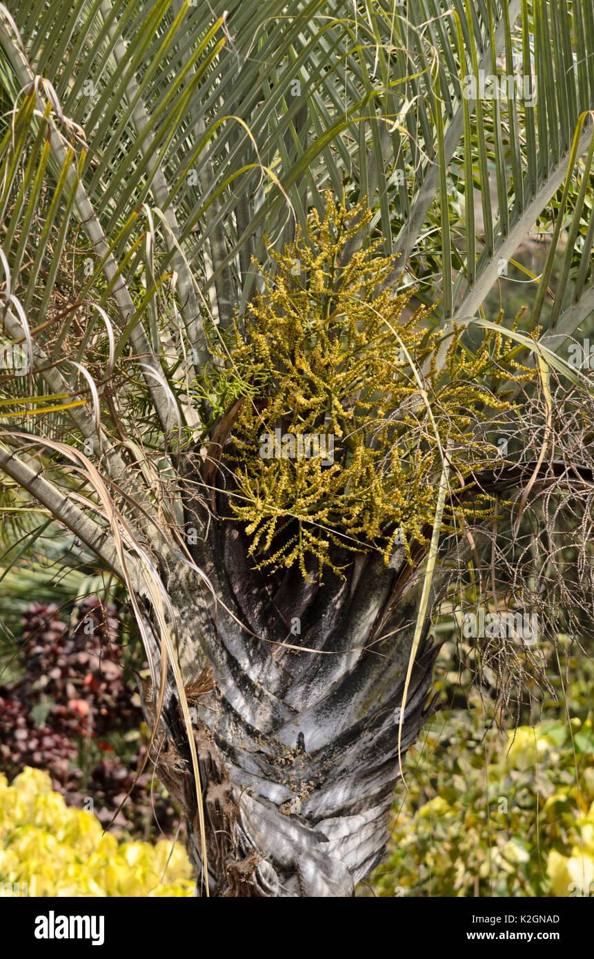 Palm Dypsis Decaryi Triangle - View 11 from www redcrocus com