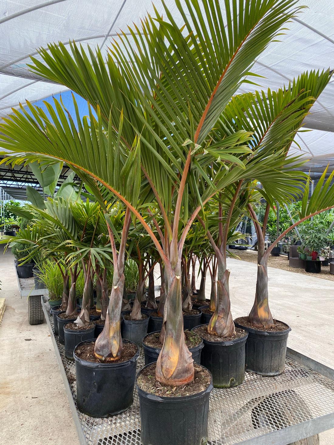 Palm Dypsis Decaryi Triangle - View 12 from www redcrocus com