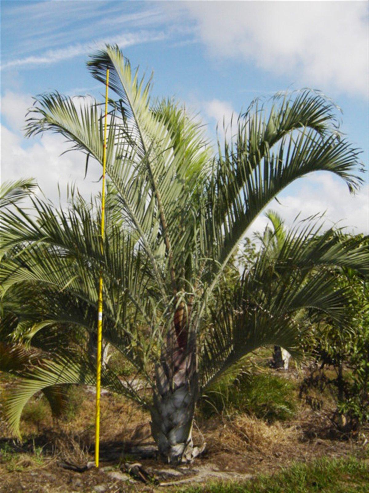 Palm Dypsis Decaryi Triangle - View 13 from www redcrocus com